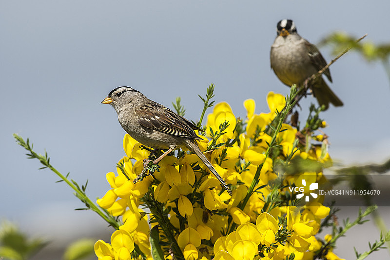 白冠带鹀栖息在金雀花上图片素材