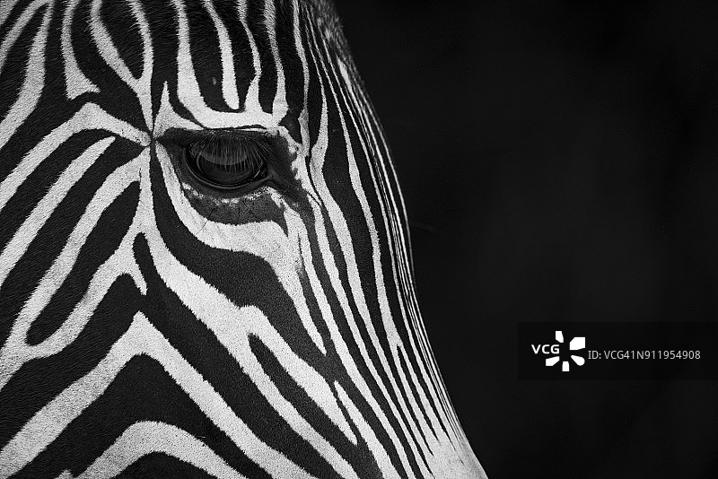 特写：格雷维斑马的侧脸（Equus Grevyi）图片素材