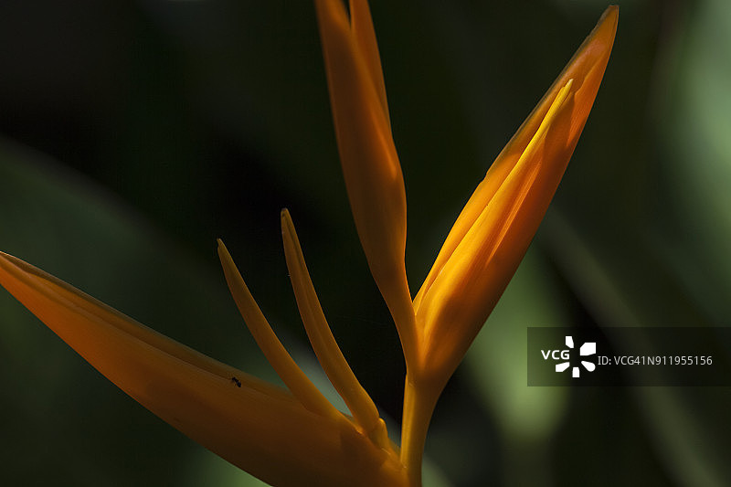 天堂鸟（赫蕉）图片素材