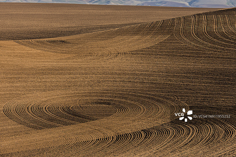 金色谷物田圆形图案图片素材