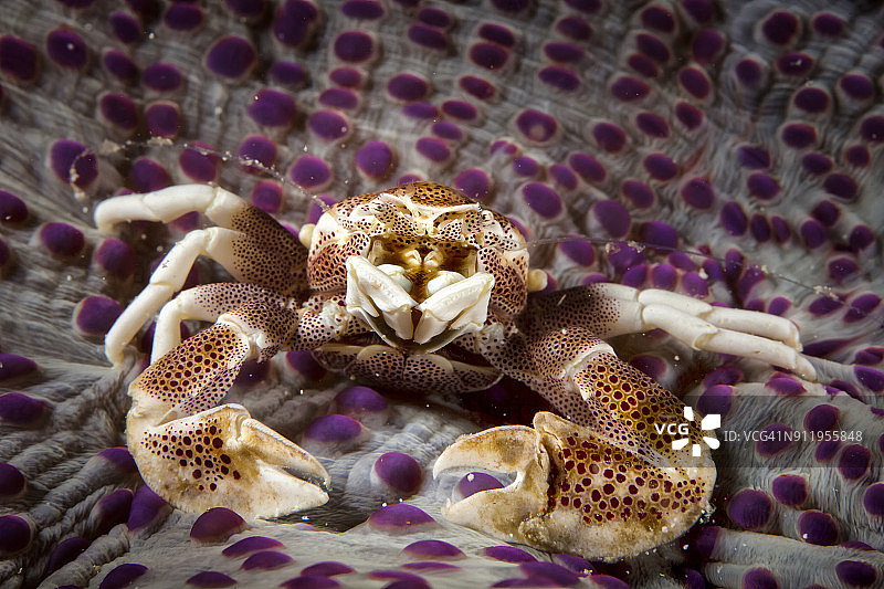 瓷蟹（Porcellana Sayana）在海葵上图片素材