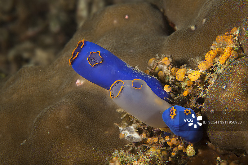 鲜艳的蓝色珊瑚图片素材