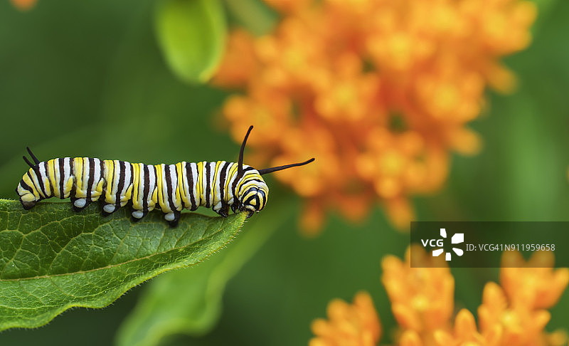 帝王毛虫在马利筋植物上图片素材