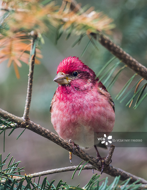栖息在针叶树枝上的紫红雀图片素材