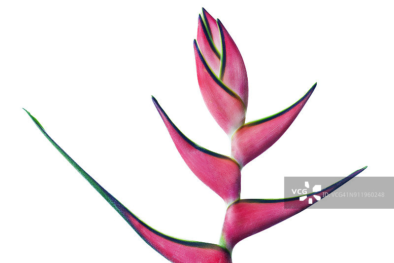 白色背景下美丽的粉红色和绿色蝎尾蕉花图片素材