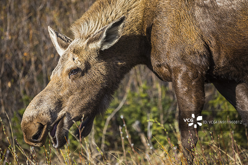 在理查森公路上吃草的驼鹿图片素材