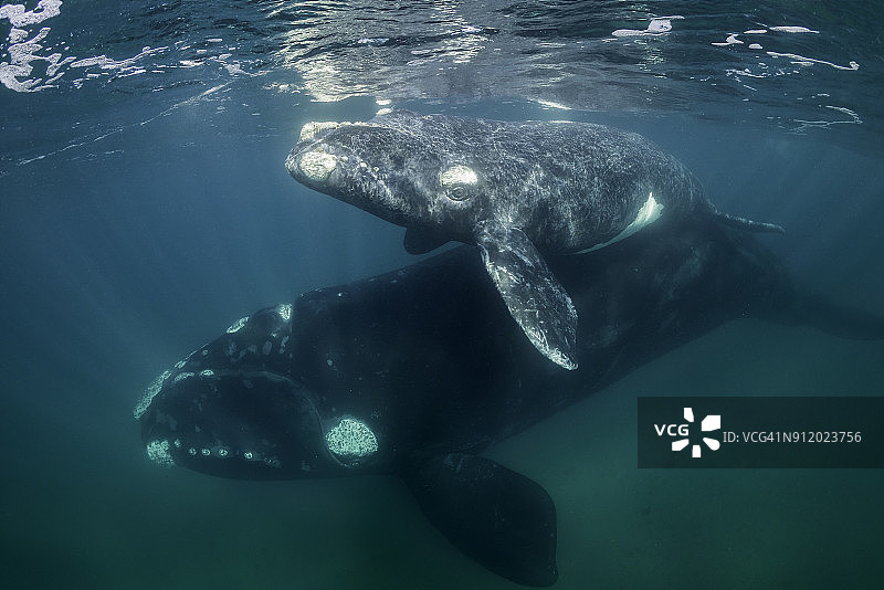 南露脊鲸妈妈和幼崽在阿根廷瓦尔德斯半岛新海湾的浅水中游泳，正值产犊和交配季节图片素材
