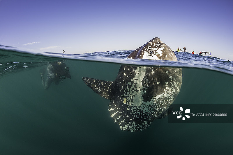 水面上下分层拍摄：太阳鱼在水面游动，潜水员在背景中图片素材