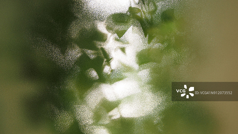 磨砂玻璃后的藤蔓图片素材