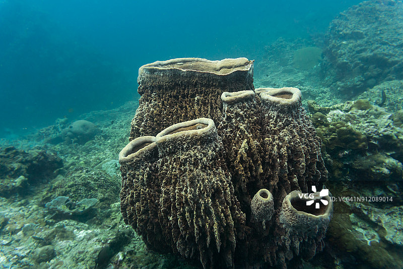 桶状海绵珊瑚在白化珊瑚礁上的水下图像图片素材
