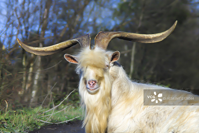 老山羊图片素材