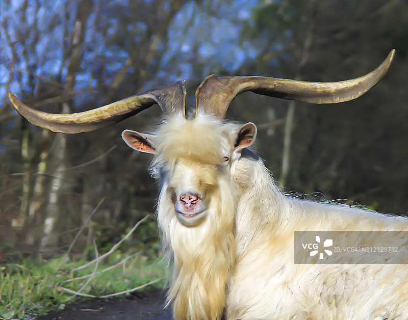 老山羊图片素材