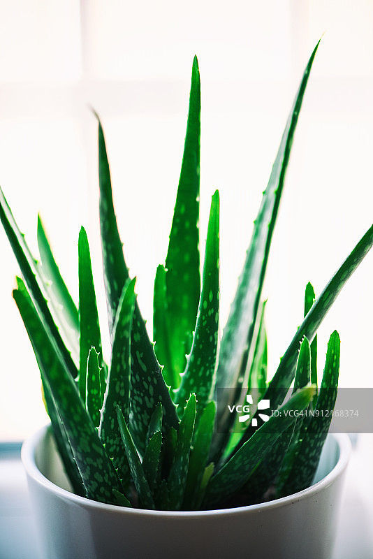 白色花盆中的芦荟植物图片素材
