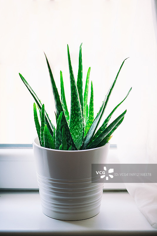 白色花盆中的芦荟植物图片素材