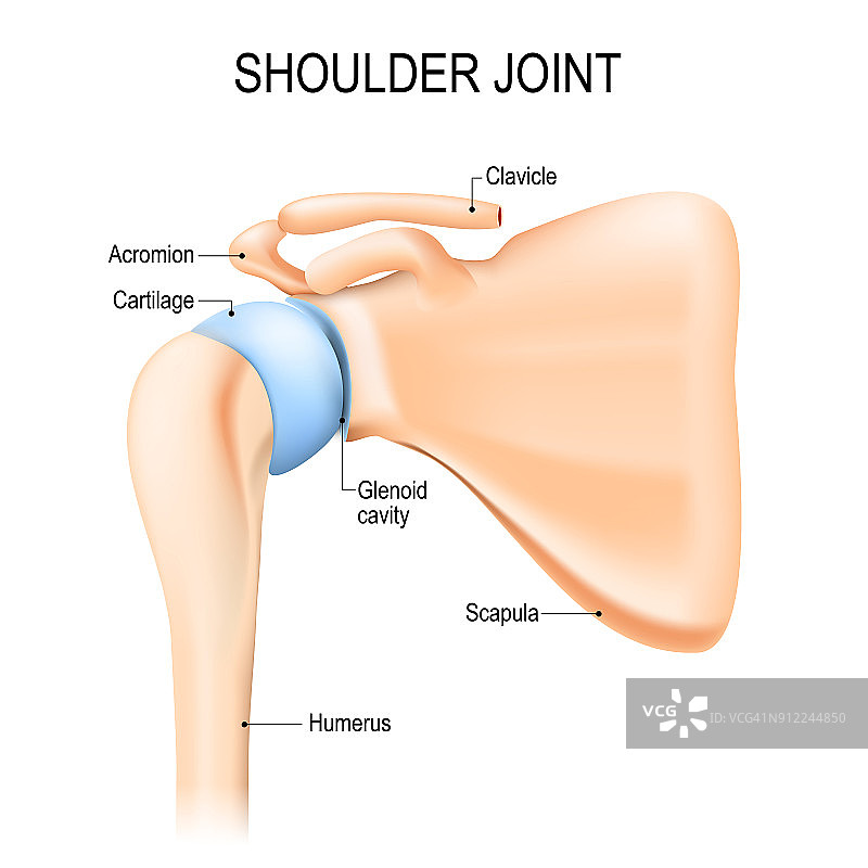 肩关节（盂肱关节）人体解剖图片素材
