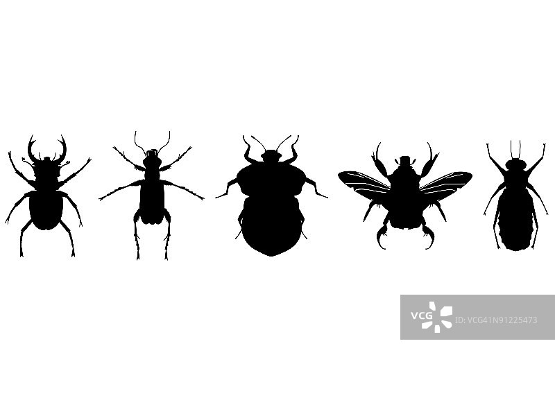 昆虫收藏图片素材