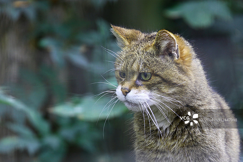 苏格兰野猫图片素材