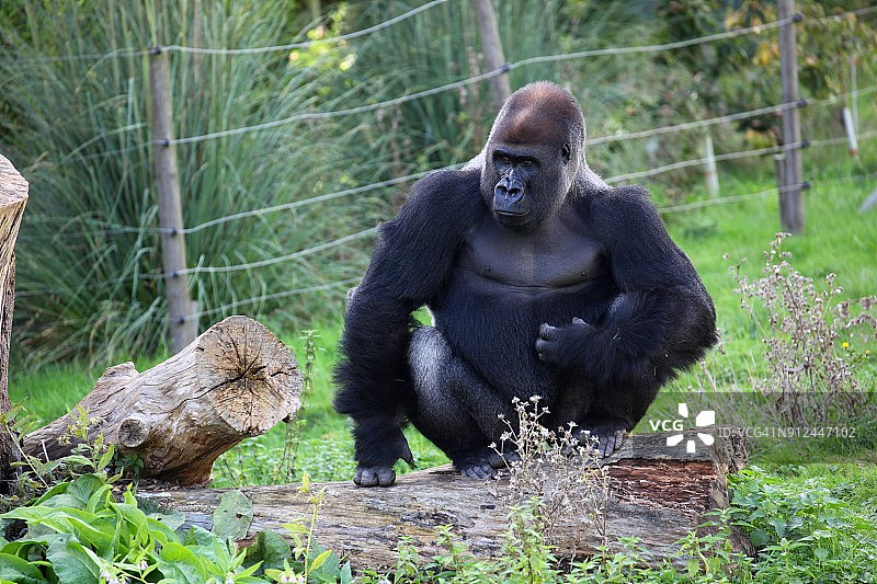 雄性大猩猩图片素材