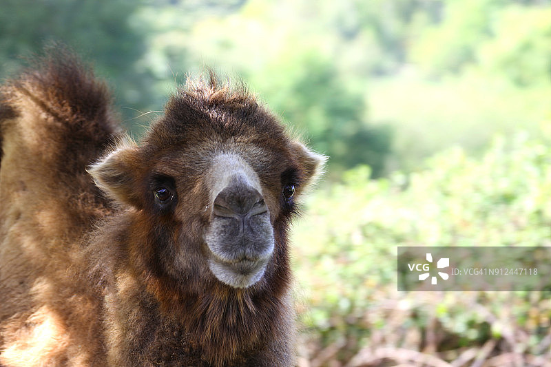 双峰骆驼图片素材