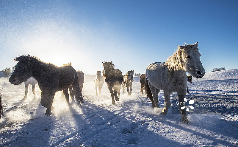 在冬季牧场吃草的马图片素材