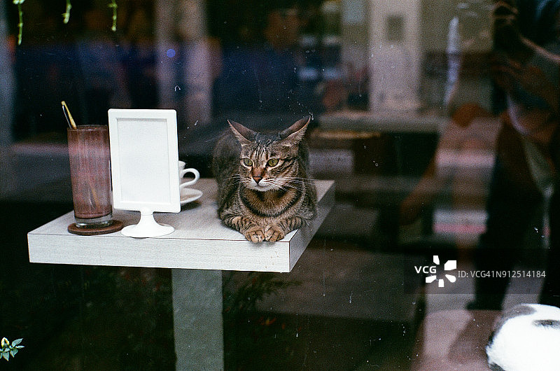 猫咪在桌子上休息图片素材