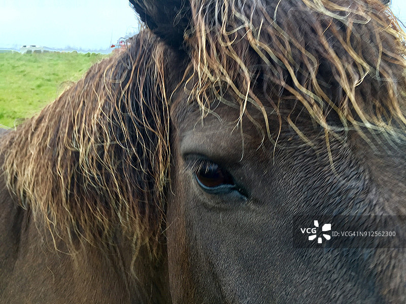 马的自拍照图片素材