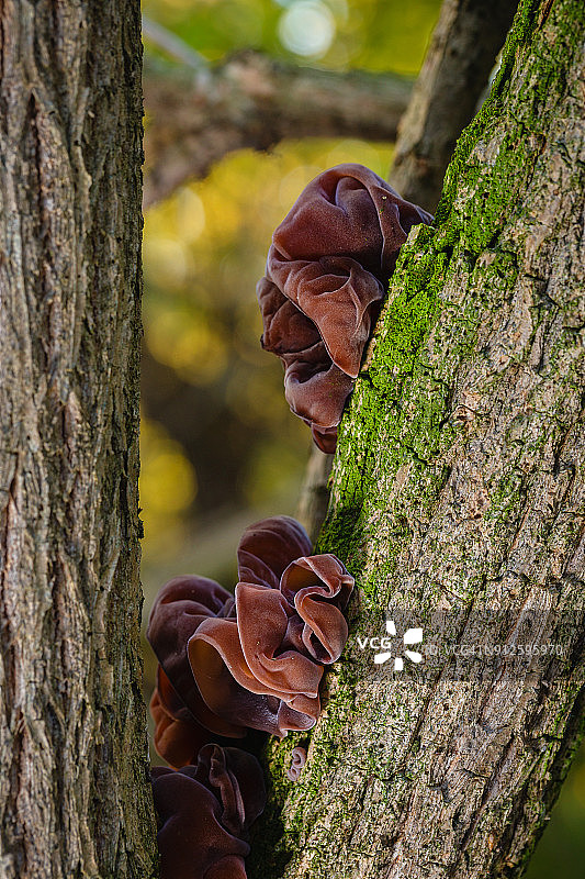 树干上的木耳特写图片素材
