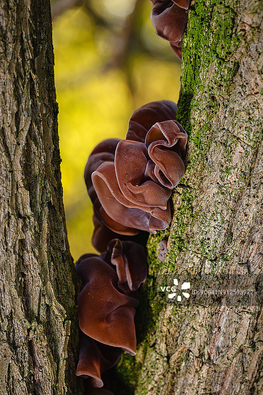 树干上的木耳特写图片素材