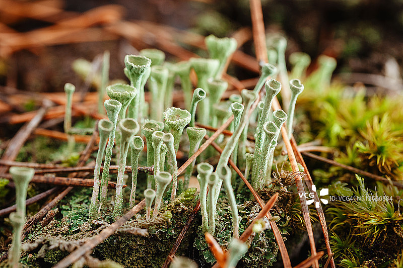 苔藓中蓝绿色地衣Cladonia物种的宏观特写图片素材