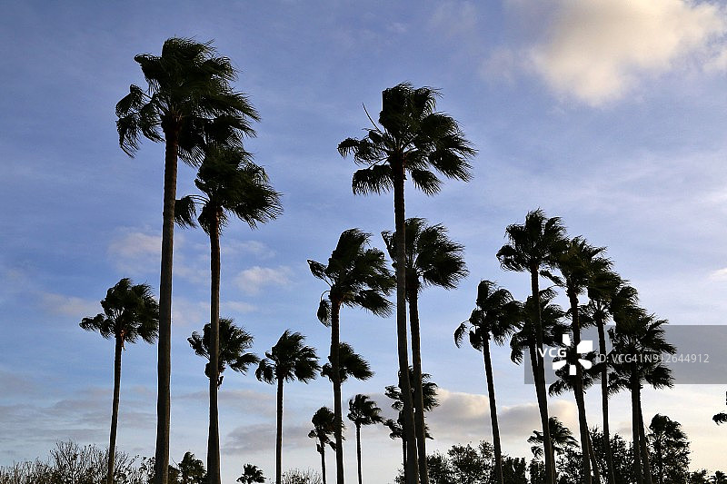 天空中的热带棕榈树图片素材