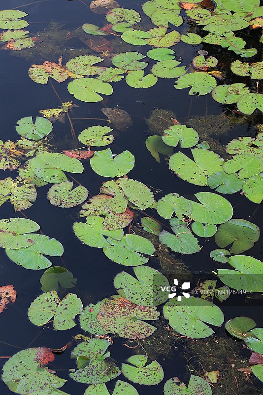 平静池塘中的睡莲花（Nymphaeaceae）图片素材