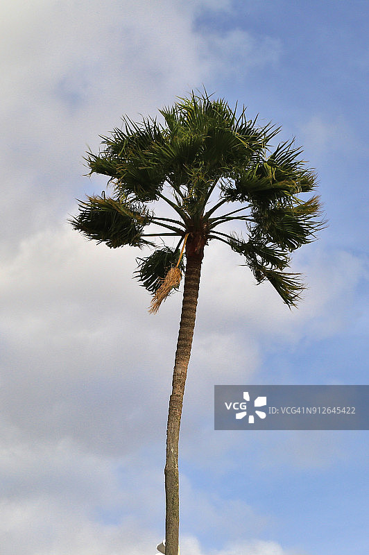 仰望棕榈树，美国佛罗里达州奥兰多图片素材