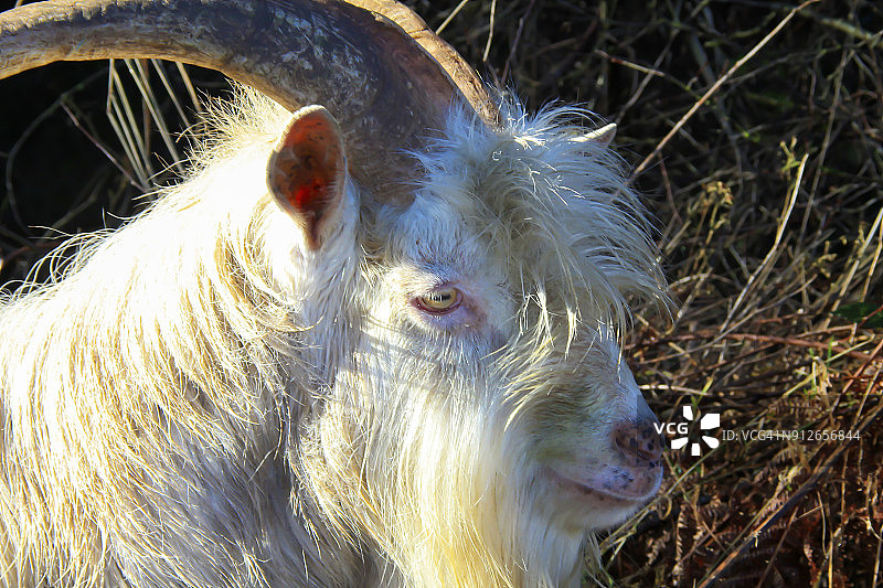 老山羊图片素材