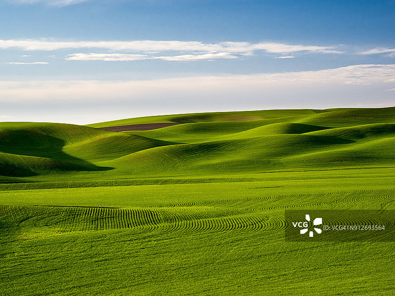 春小麦田野的图案图片素材