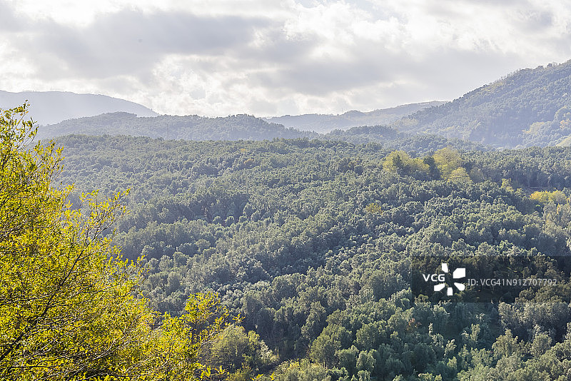 一眼望不到边的锡诺波利山坡橄榄树林图片素材