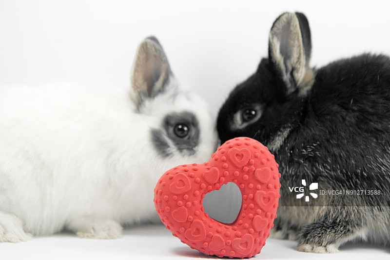 两只相爱的兔子图片素材