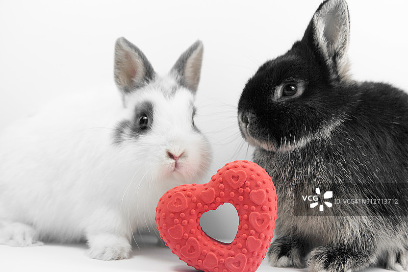 两只相爱的兔子图片素材