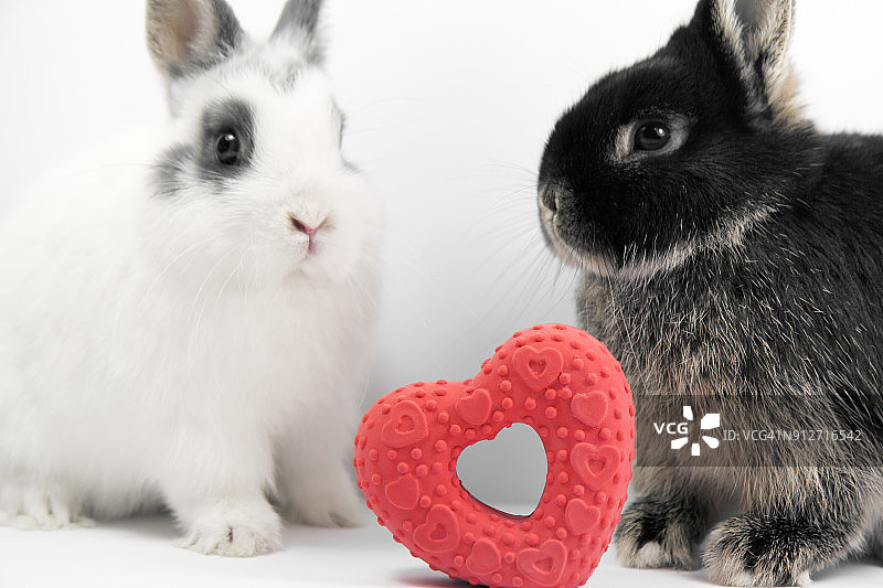 两只相爱的兔子图片素材