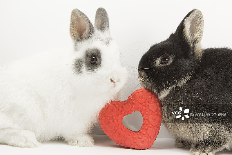 两只相爱的兔子图片素材