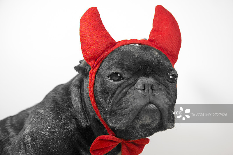 戴着红色角和领结的狗图片素材