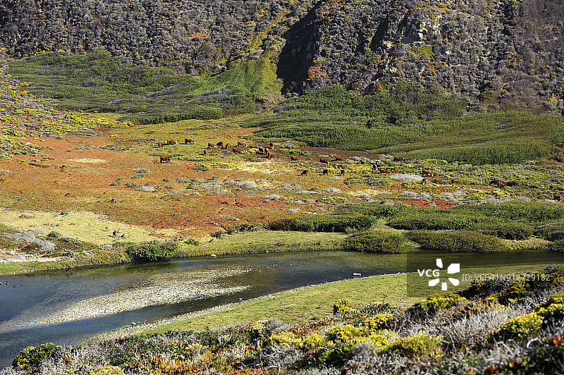 在美国加利福尼亚州大苏尔的牧场上，一大群奶牛在吃草图片素材