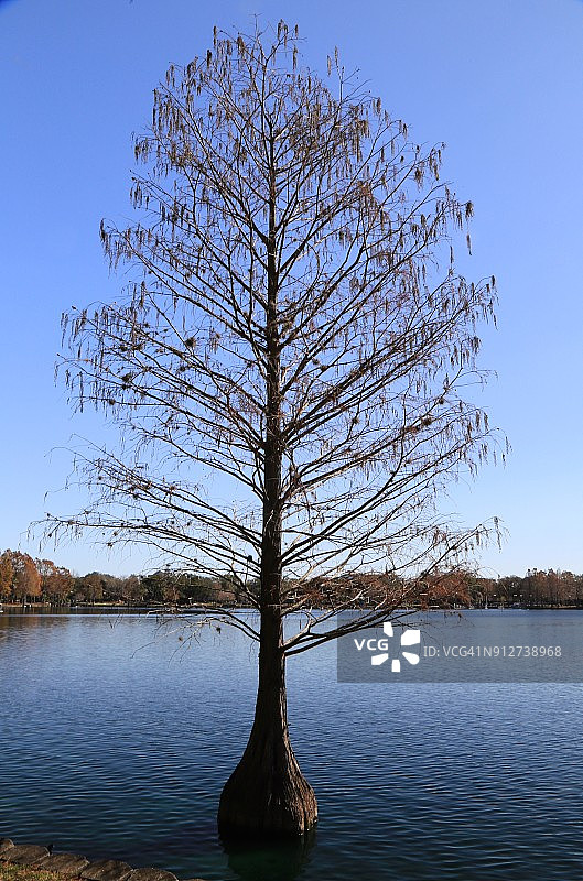 生长在水中的柏树，美国佛罗里达州奥兰多伊奥拉湖图片素材