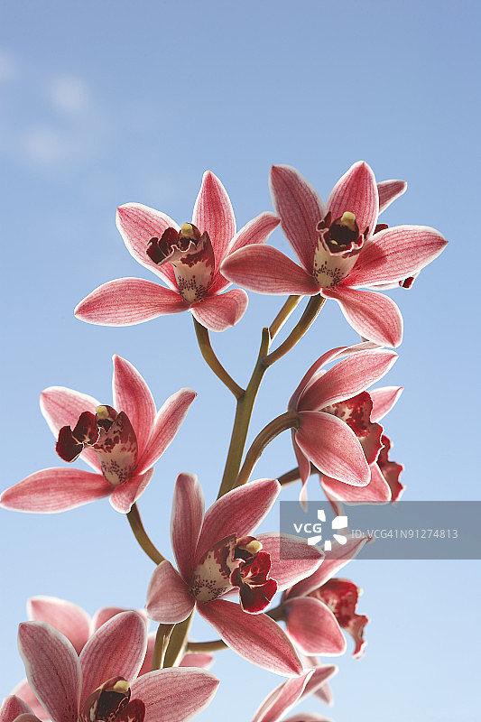 圣诞蕙兰图片素材