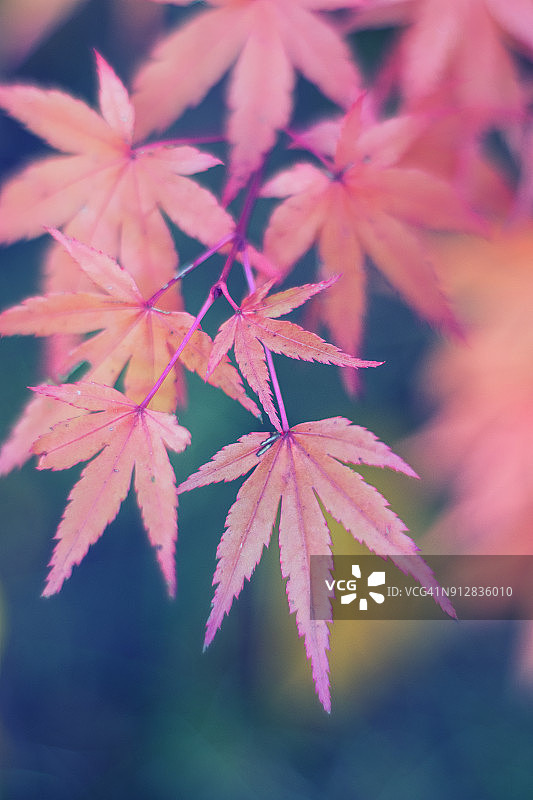 日本枫树图片素材