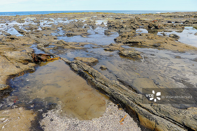 库里奥湾化石森林的石化原木和树桩，卡特林斯图片素材