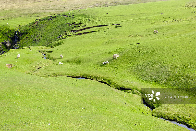 设德兰群岛Unst的赫曼内斯国家自然保护区悬崖上的羊群图片素材