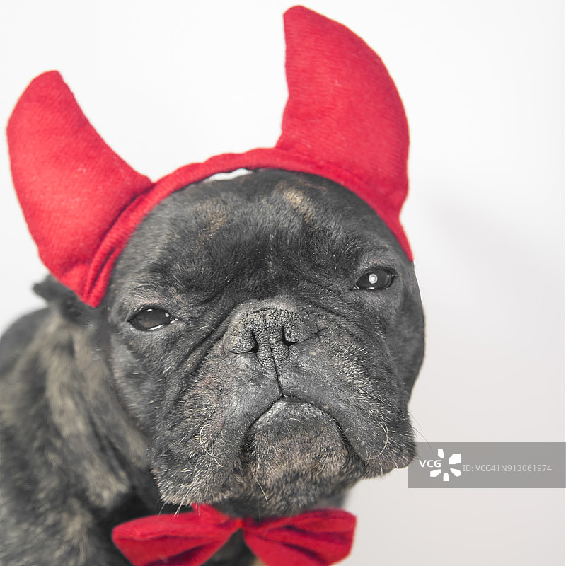 戴着红色角和领结的狗图片素材