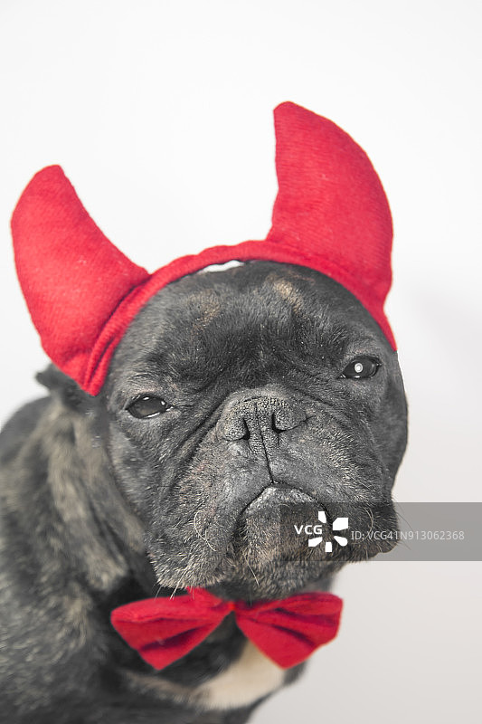 戴着红色角和领结的狗图片素材