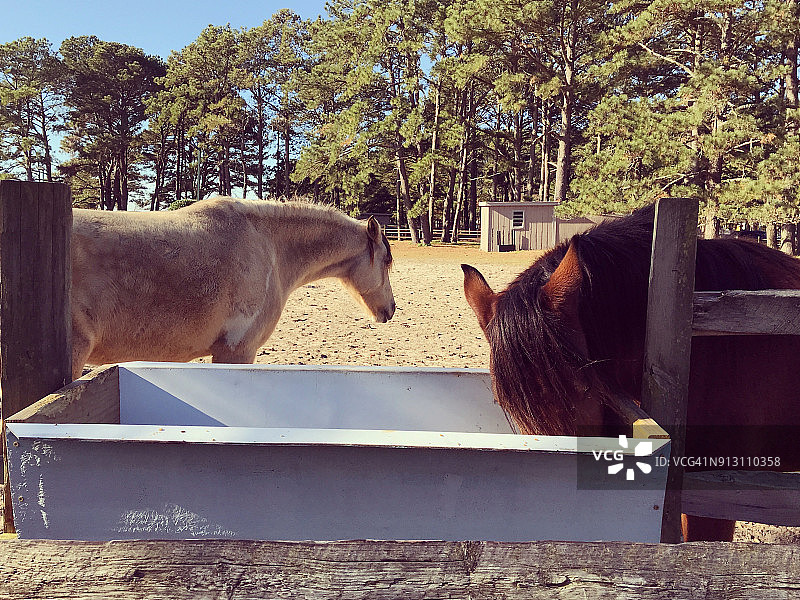 钦科蒂格小马图片素材