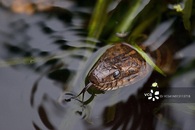 北方水蛇在河里图片素材